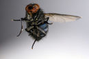 Fly On The Wall